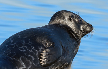 Naklejka premium The Ladoga ringed seal. Side view portrait. Close up. Scientific name: Pusa hispida ladogensis. The Ladoga seal in a natural habitat. Ladoga Lake. Russia