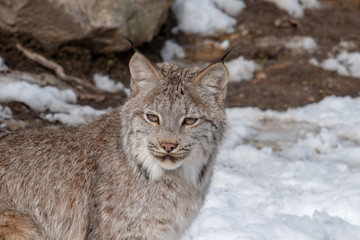 Fototapeta premium A portrait view of a lynx while it stares into the woods