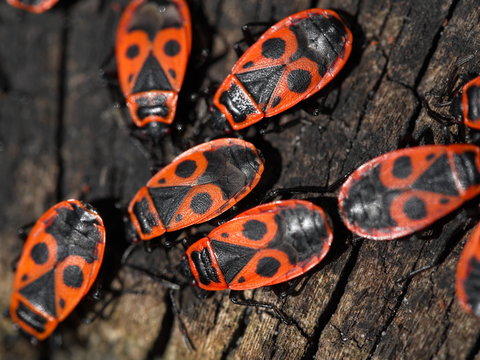 Boxelder red bugs spring days everywhere