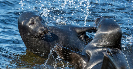 Fototapeta premium Fighting Ladoga ringed seals. Blue water background. Scientific name: Pusa hispida ladogensis. The Ladoga seal in a natural habitat. Ladoga Lake. Russia
