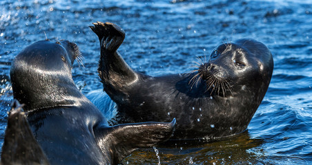 Fototapeta premium Fighting Ladoga ringed seals. Blue water background. Scientific name: Pusa hispida ladogensis. The Ladoga seal in a natural habitat. Ladoga Lake. Russia
