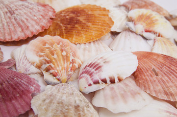 Mixed colorful sea shells as white background