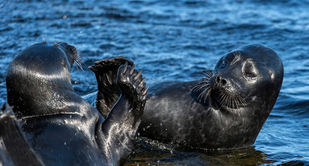 Fighting Ladoga ringed seals. Blue water background. Scientific name: Pusa hispida ladogensis. The Ladoga seal in a natural habitat. Ladoga Lake. Russia