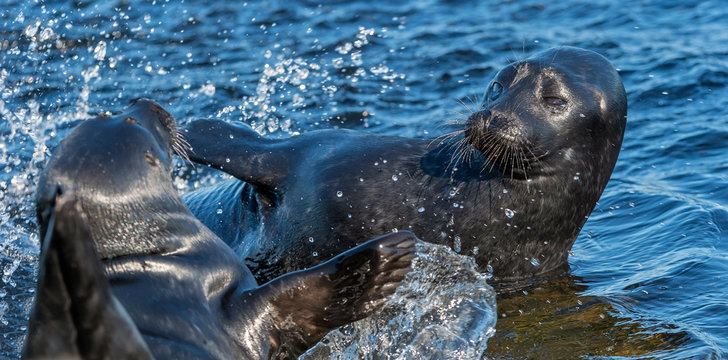 Fighting Ladoga ringed seals. Blue water background. Scientific name: Pusa hispida ladogensis. The Ladoga seal in a natural habitat. Ladoga Lake. Russia
