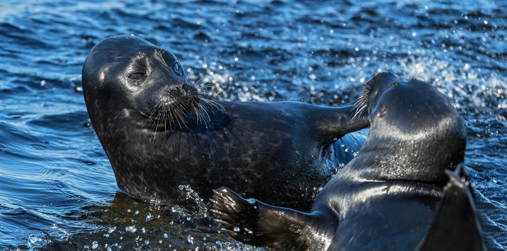 Fighting Ladoga ringed seals. Blue water background. Scientific name: Pusa hispida ladogensis. The Ladoga seal in a natural habitat. Ladoga Lake. Russia