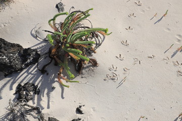 flore des sables de Lanzarote, Canaries