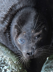 The Ladoga ringed seal.  Closeup portrait. Scientific name: Pusa hispida ladogensis. The Ladoga seal in a natural habitat. Ladoga Lake. Russia