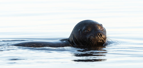Obraz premium The Ladoga ringed seal swimming in the water. Blue water background. Scientific name: Pusa hispida ladogensis. The Ladoga seal in a natural habitat. Summer season. Ladoga Lake. Russia