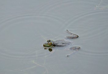 Teichfrosch (Pelophylax esculentus)