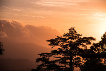 ciel orange sunset et silhouette sombre d'arbre