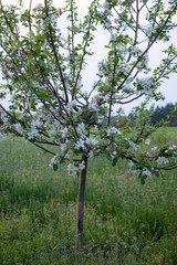 In spring, an apple tree blossomed in the garden. apple tree with flowers