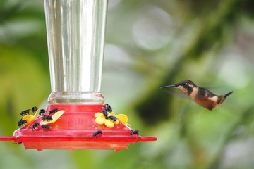 Obraz premium Hummingbird