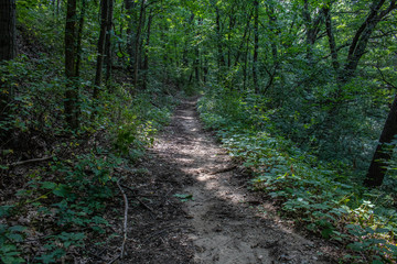 Fototapeta na wymiar A Trail Through the Woods 1