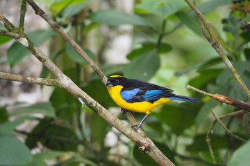 Tanager