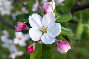 Naklejka na ściany i meble pink and white apple flowers and buds bloom in the garden.