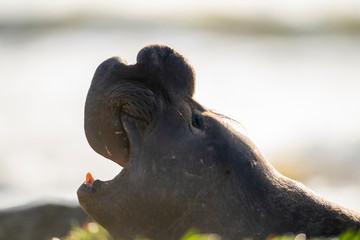 northern elephant seal (Mirounga angustirostris), Point Reyes National Seashore, Marin, California © Enrique