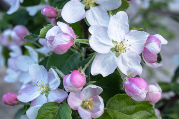pink and white apple flowers and buds bloom in the garden.