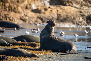 northern elephant seal (Mirounga angustirostris), Point Reyes National Seashore, Marin, California © Enrique