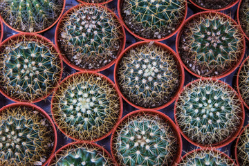 mini cactus d&eacute;coration