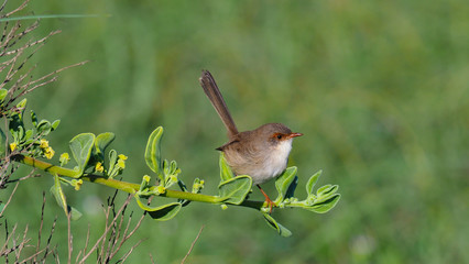 Australian Native Bird