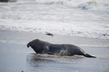 Obraz premium northern elephant seal (Mirounga angustirostris), Point Reyes National Seashore, Marin, California