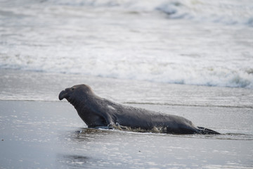 Obraz premium northern elephant seal (Mirounga angustirostris), Point Reyes National Seashore, Marin, California