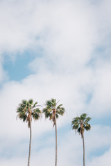 Fototapeta na wymiar Palm trees in La Jolla Shores, San Diego, California