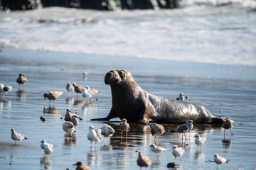 northern elephant seal (Mirounga angustirostris), Point Reyes National Seashore, Marin, California - 266635973