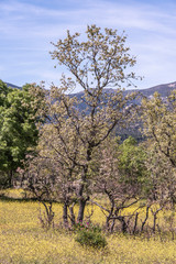 Spring arrives in the Sierra de Guadarrama. moralzarzal madrid spain