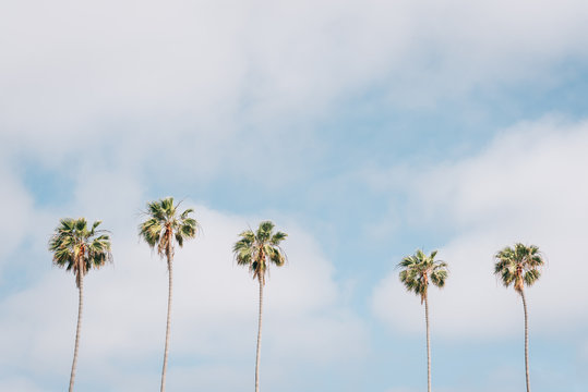 Palm trees in La Jolla Shores, San Diego, California