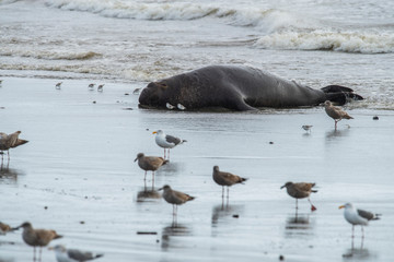 northern elephant seal (Mirounga angustirostris), Point Reyes National Seashore, Marin, California