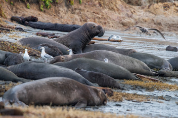 northern elephant seal (Mirounga angustirostris), Point Reyes National Seashore, Marin, California