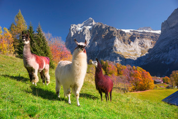 Lama against the backdrop of the Alps