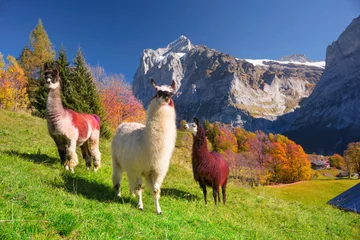 Garden poster Lama Lama against the backdrop of the Alps