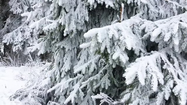 snowy forest scenery in the mountains of Winterberg, Sauerland, Germany, Popular and beautiful travel destination