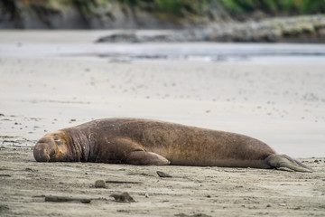 northern elephant seal (Mirounga angustirostris), Point Reyes National Seashore, Marin, California - 266636558
