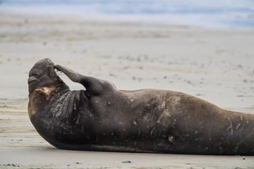 northern elephant seal (Mirounga angustirostris), Point Reyes National Seashore, Marin, California - 266636580