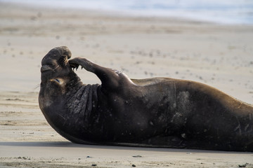 northern elephant seal (Mirounga angustirostris), Point Reyes National Seashore, Marin, California - 266636712