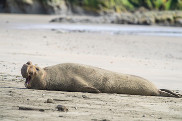 northern elephant seal (Mirounga angustirostris), Point Reyes National Seashore, Marin, California - 266636758