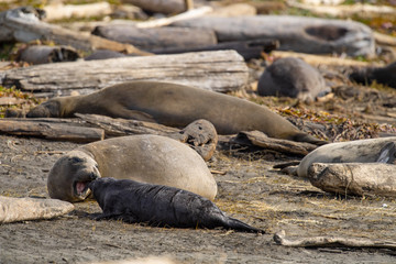 northern elephant seal (Mirounga angustirostris), Point Reyes National Seashore, Marin, California - 266636767
