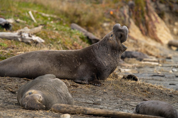 northern elephant seal (Mirounga angustirostris), Point Reyes National Seashore, Marin, California - 266636924