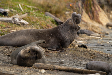 northern elephant seal (Mirounga angustirostris), Point Reyes National Seashore, Marin, California - 266636960