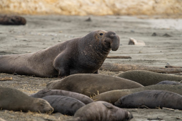 northern elephant seal (Mirounga angustirostris), Point Reyes National Seashore, Marin, California - 266636991