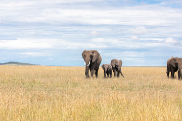 Obraz premium herd of elephants