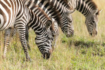 zebra in africa