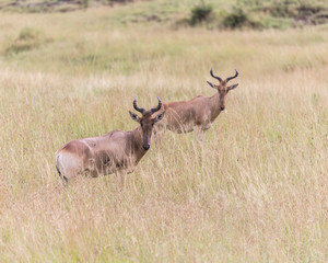 antelope in the grass