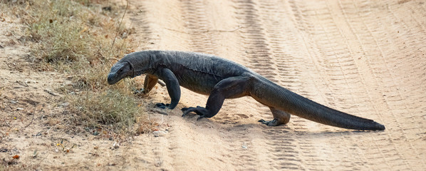 Land Monitor Lizard (Varanus bengalensis), Yala National Park, Sri Lanka