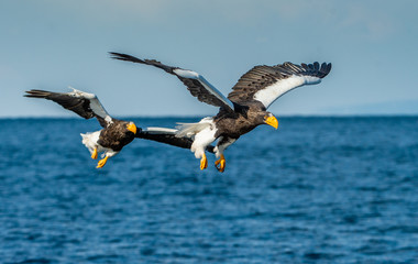 Adult Steller's sea eagles fishing. Scientific name: Haliaeetus pelagicus. Blue ocean background. Natural Habitat.
