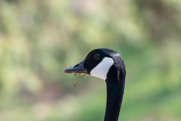 A profile view of a canadian goose head with grass in his mouth © Rose Guinther