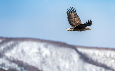 Adult White-tailed eagle in flight. Mountain background. Scientific name: Haliaeetus albicilla, also known as the ern, erne, gray eagle, Eurasian sea eagle and white-tailed sea-eagle. Natural Habitat.